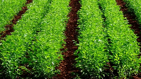 Mulberry Cultivation