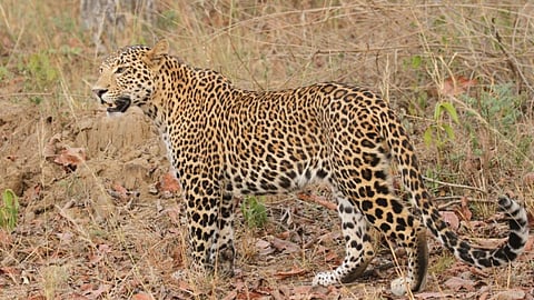 Animal Attack