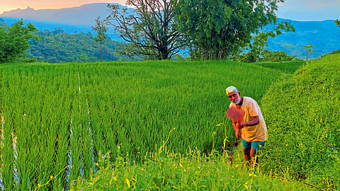 Agriculture