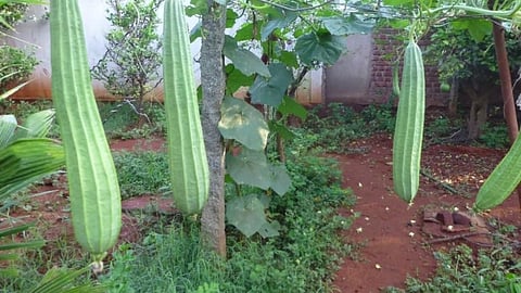 Vegetables Cultivation