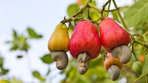 Cashew Loan