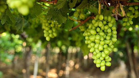 Grape Rate