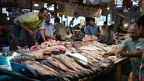 Fishery Market