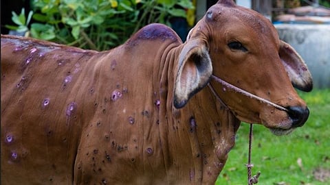 Lumpy Skin Disease