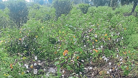 Crop Damage