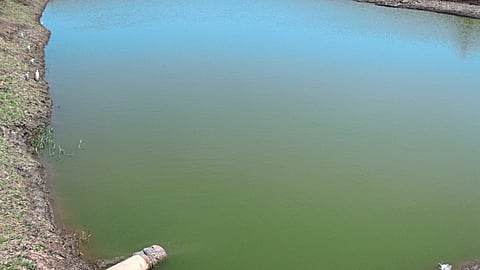 Fish Farming