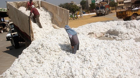 Cotton Rate