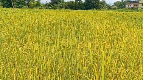 Paddy Harveesting