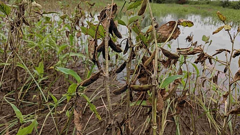 Crop Damage