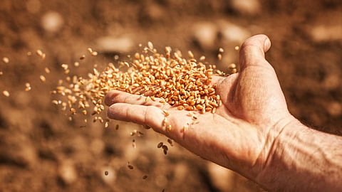 Rabi Seed