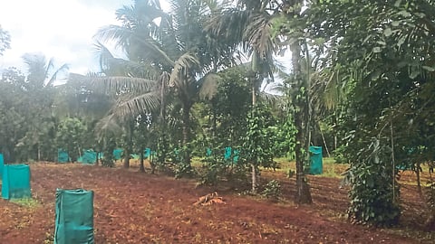 Crop Management