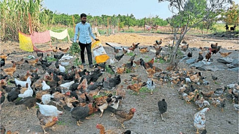 Poultry Farming
