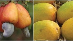 Fruit farming
