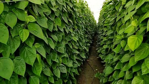 Betel Leaf