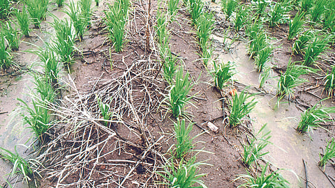 Weedicide