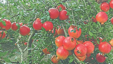 Horticulture