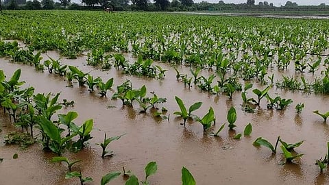 Crop Insurance