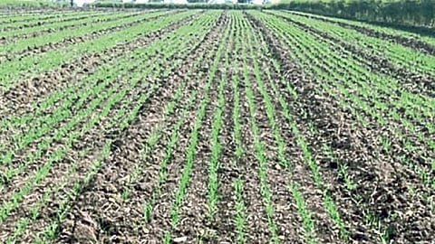 Wheat Cultivation