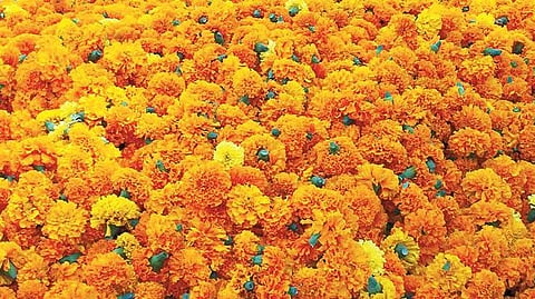 Marigold Flower