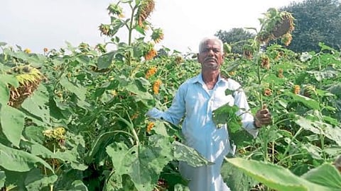 Sunflower Crop