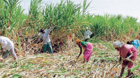 Sugarcane Cutting Labourer