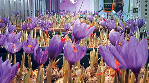 Saffron Farming