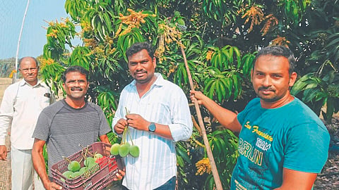 Hapus Mango : देवगड हापूसची पहिली पेटी वाशी मार्केटला रवाना