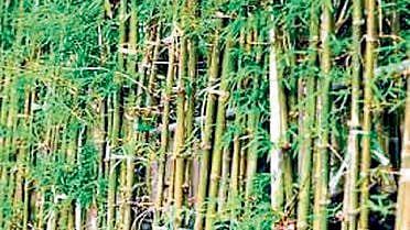 Bamboo Planting