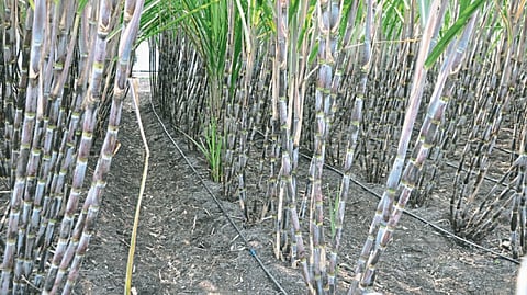 Sugar Cane Management