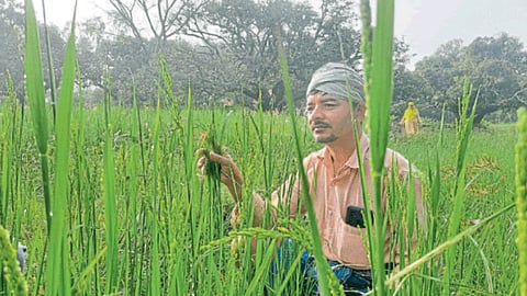 Paddy Farming