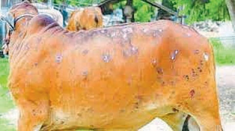 Lumpy Skin