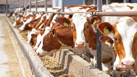Animal Husbandry