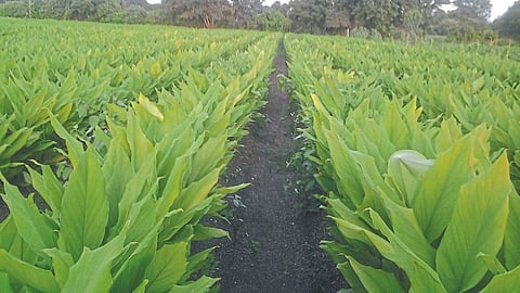 Turmeric Managemet