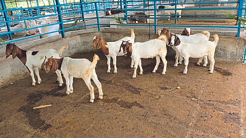 Goat Disease