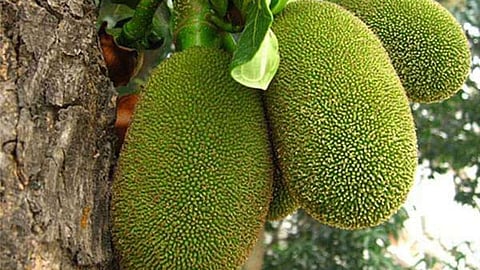 Jackfruit