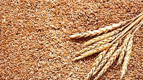 Wheat Rate