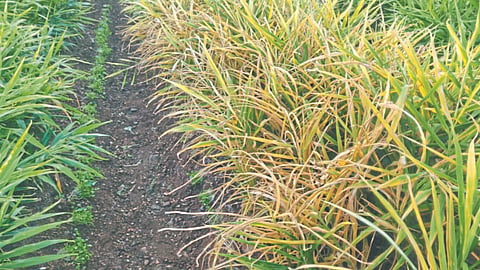 Ginger Production