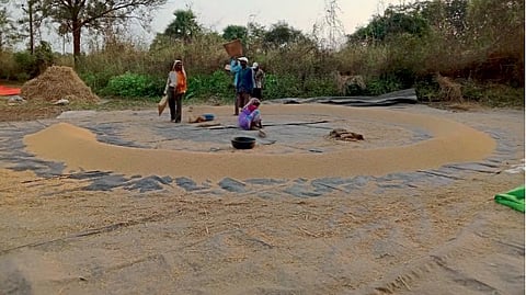 Rice Harvesting