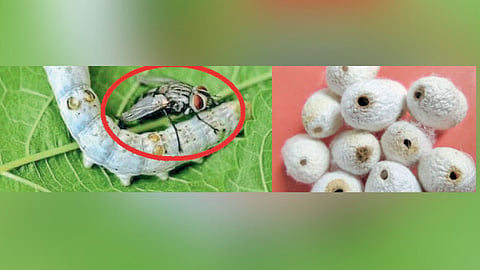 Silk industry