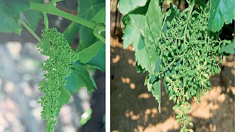 Grape Advisory : पाकळ्यांची वाढ, मण्यांचा आकार वाढविण्यासाठी उपाययोजना