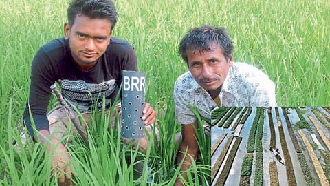 Bangladeshi Farmers Struggle