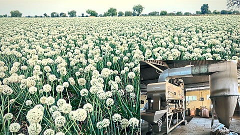 Onion Seed Production