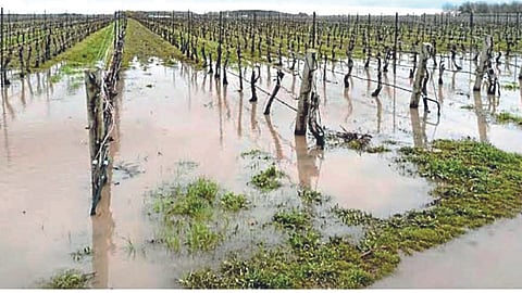 Crop Management