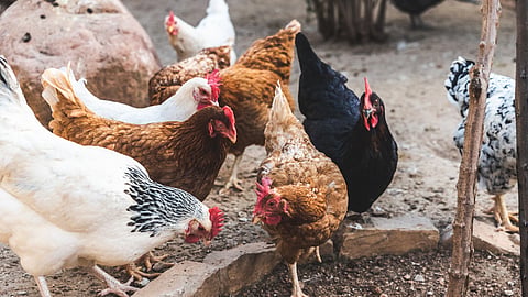 Poultry Breeds