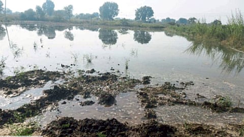Crop Damage