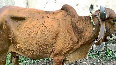 lumpy skin disease