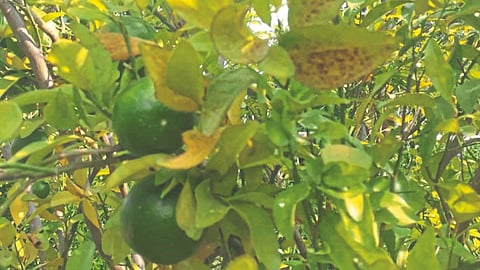 Orange Pest