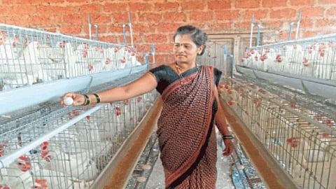 Poultry Farming
