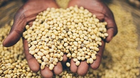 Indigenous Seeds