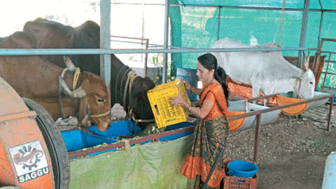 Desi Cow farming